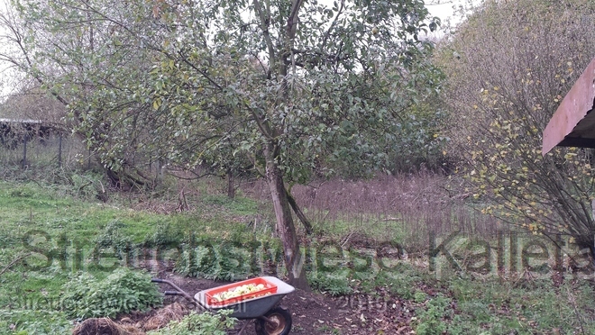 Weißer Winterglockenapfel