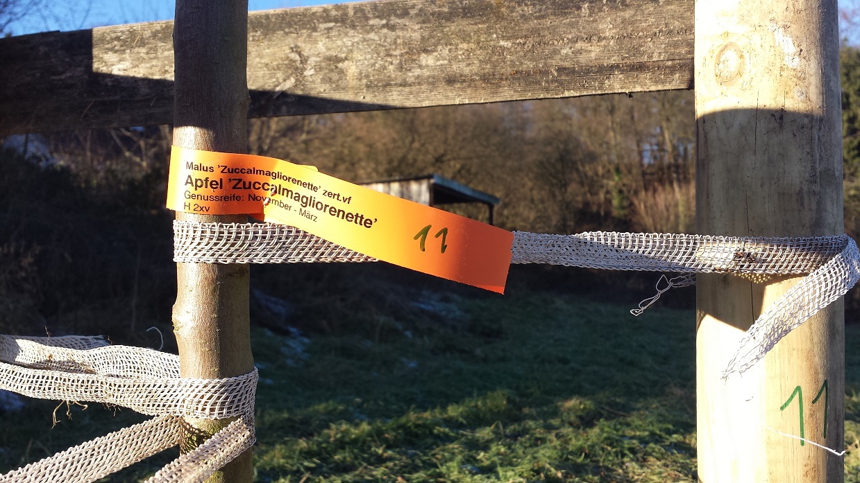 Zuccalmaglios Renette, von