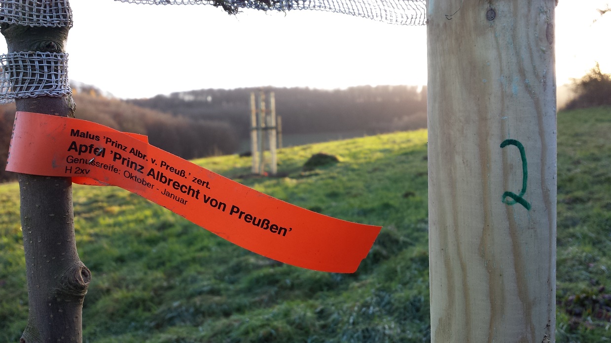 Prinz Albrecht v. Preußen