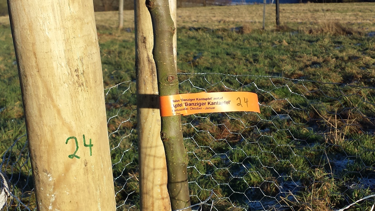 Danziger Kantapfel