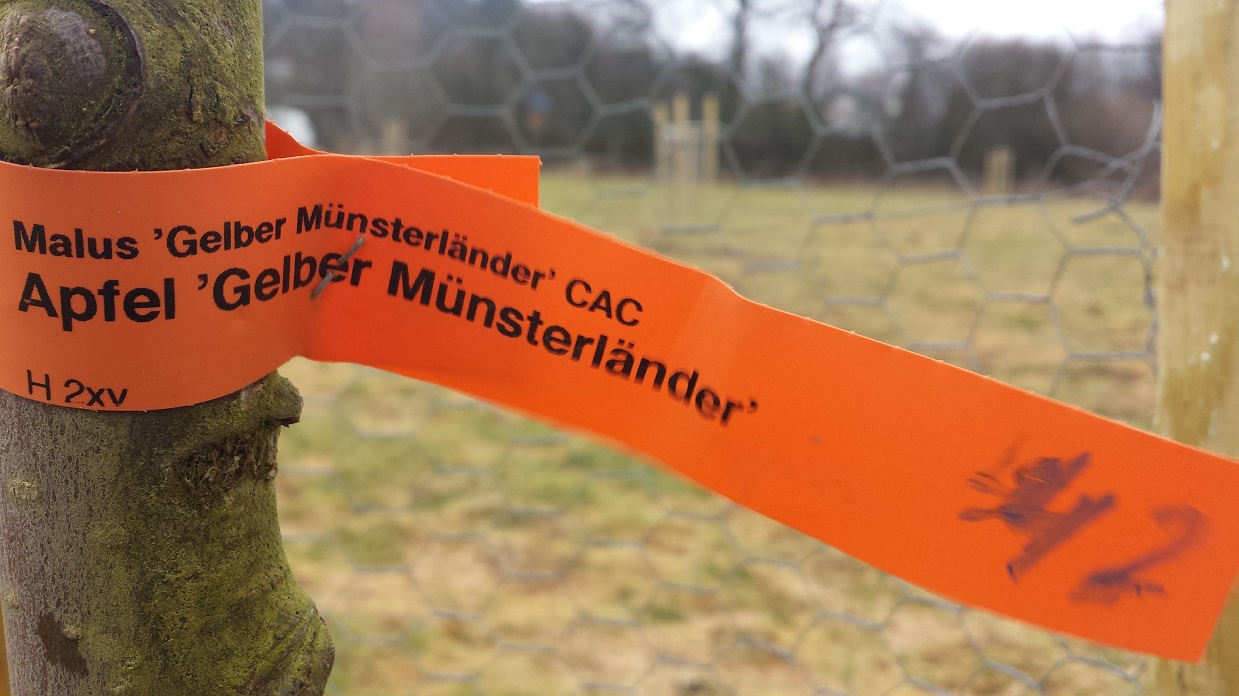 Gelber Münsterländer