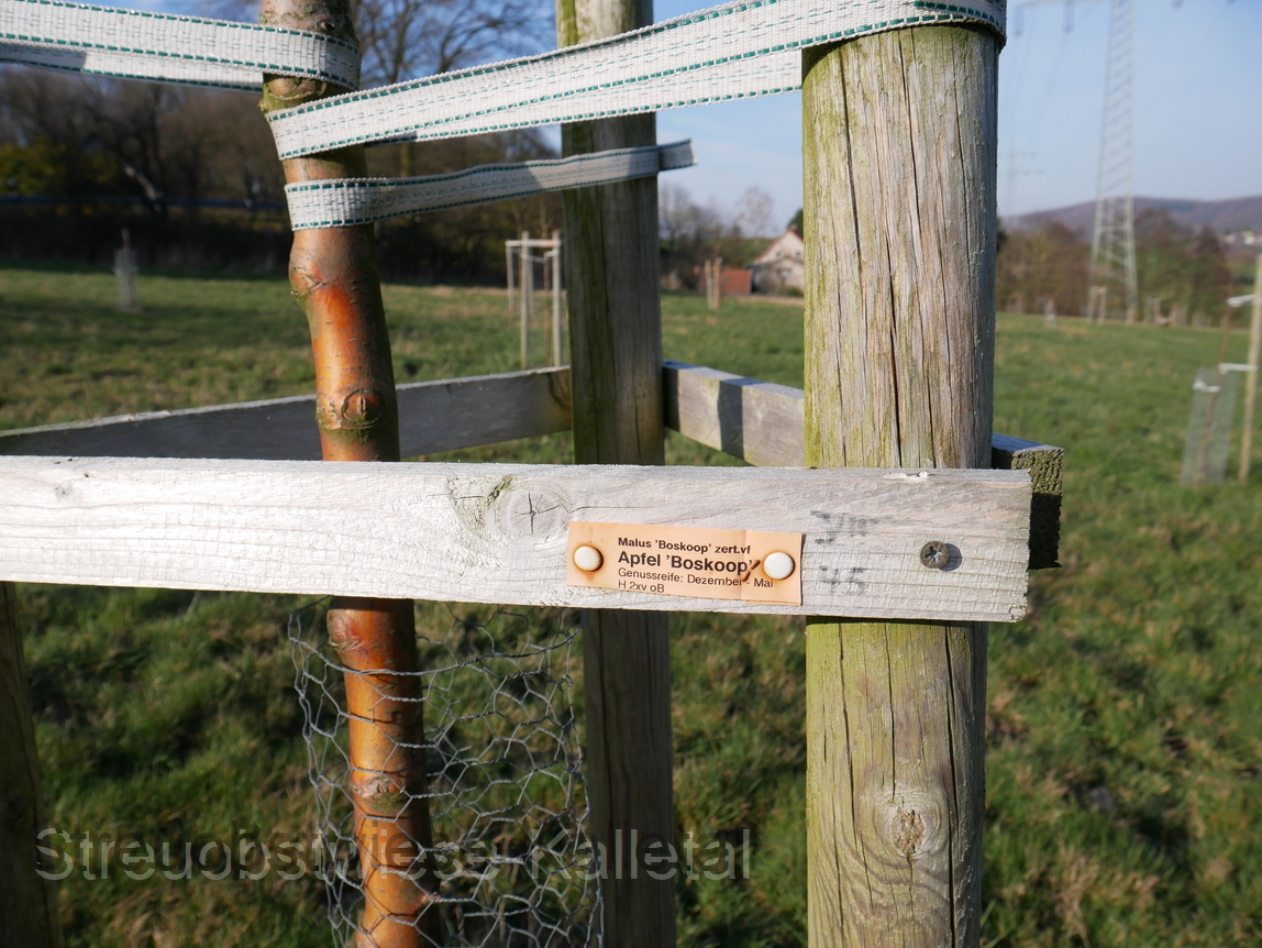 Schöner aus Boskoop