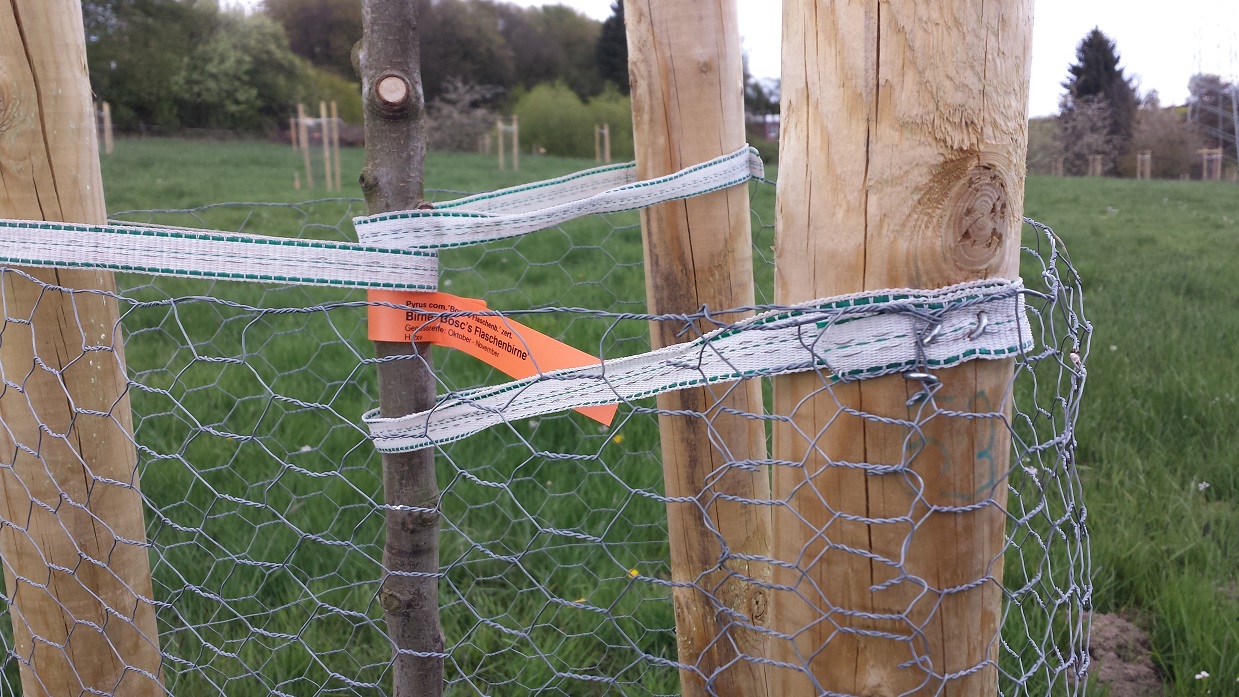 Bosc's Flaschenbirne