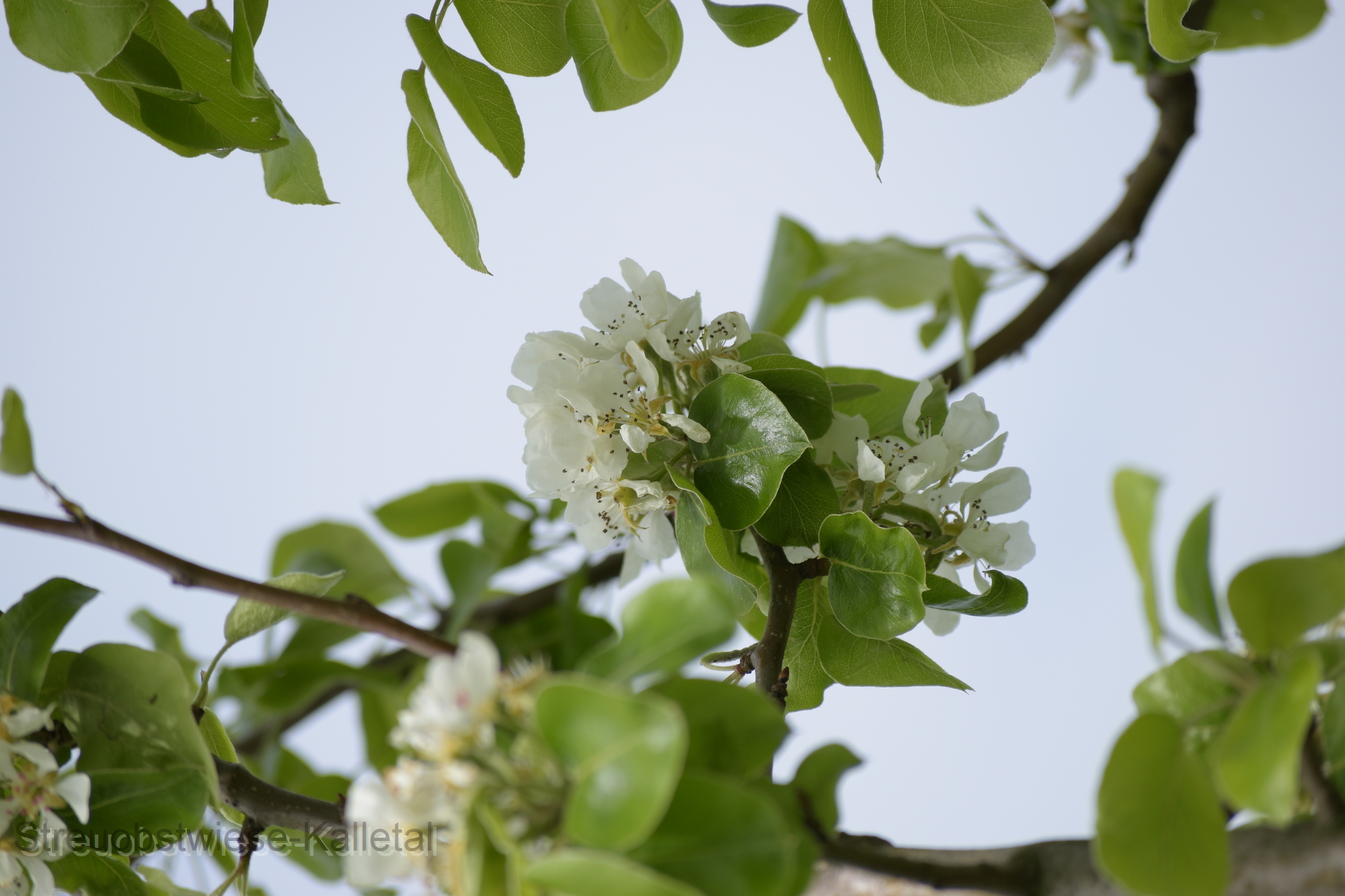 Gellerts Butterbirne