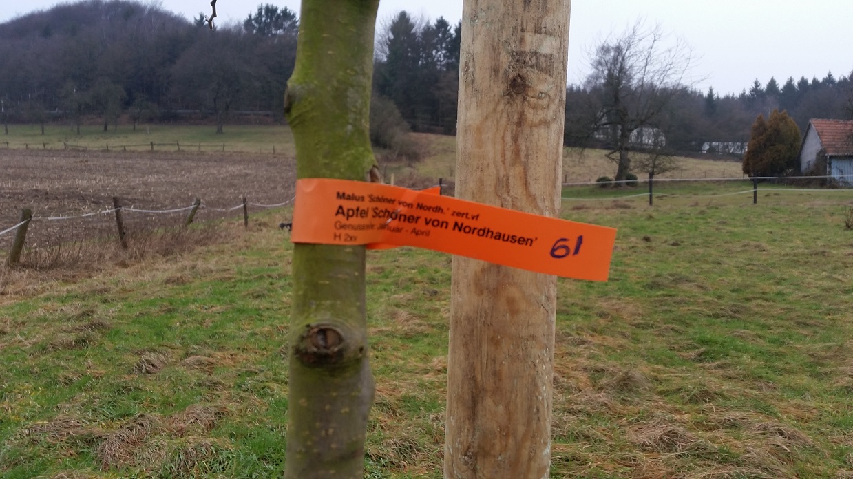 Schöner von Nordhausen