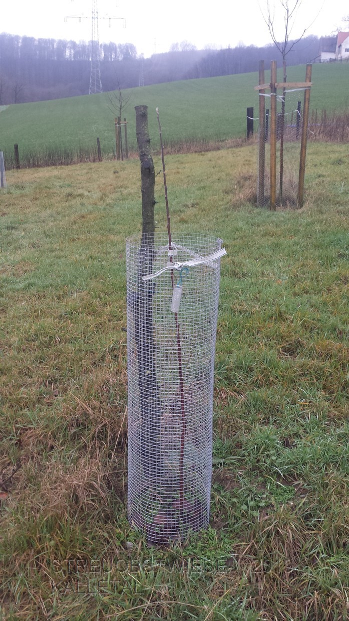 Graue französische Renette