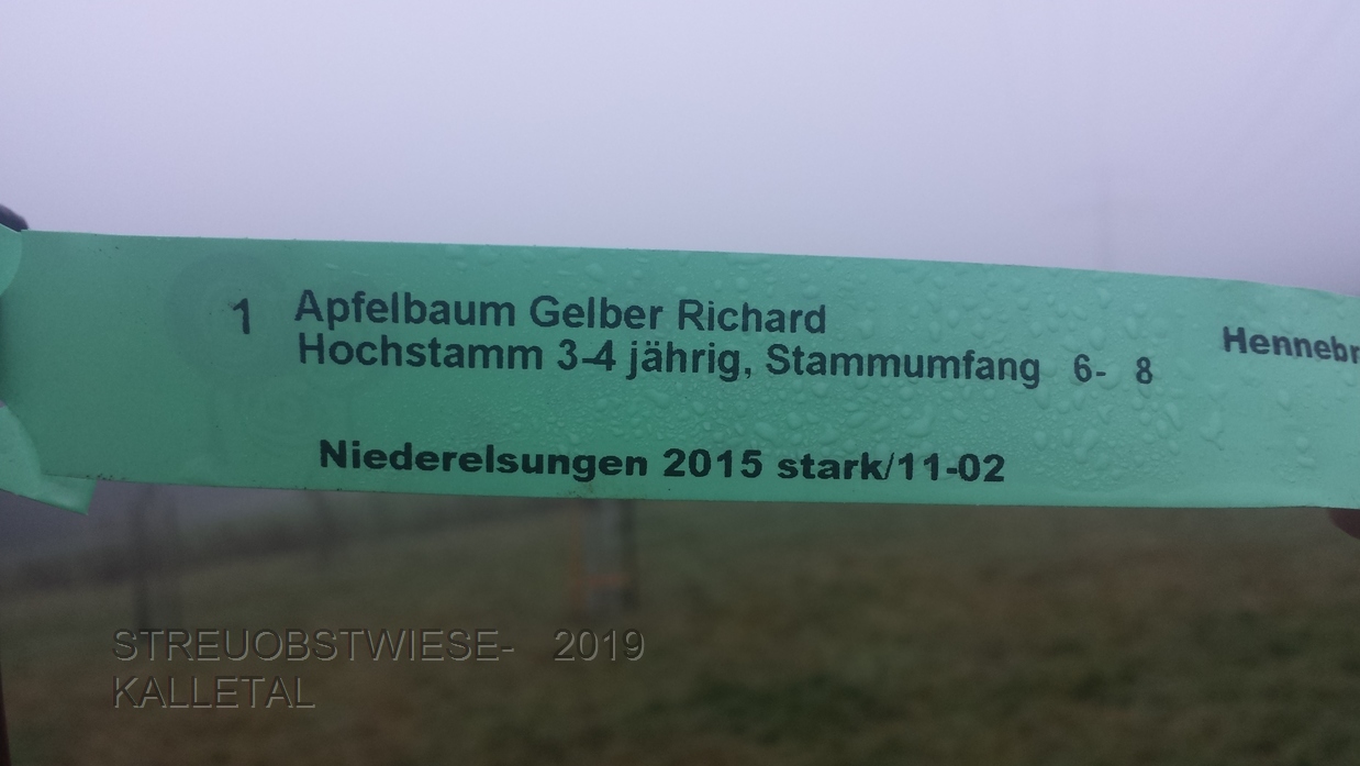 Gelber Richard
