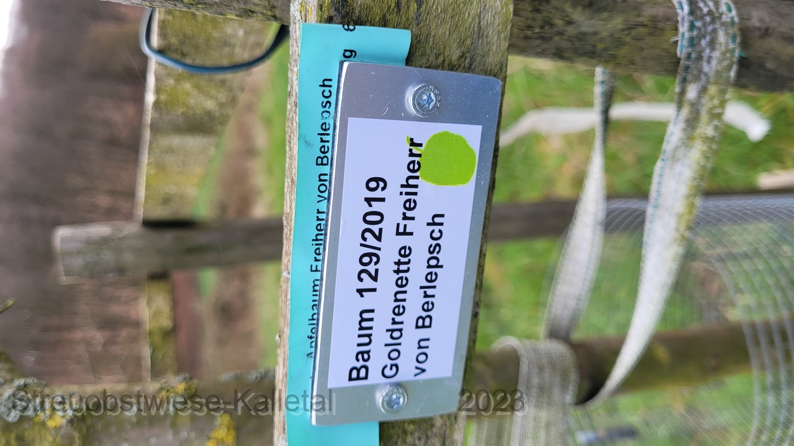 Freiherr von Berlepsch, Goldrenette